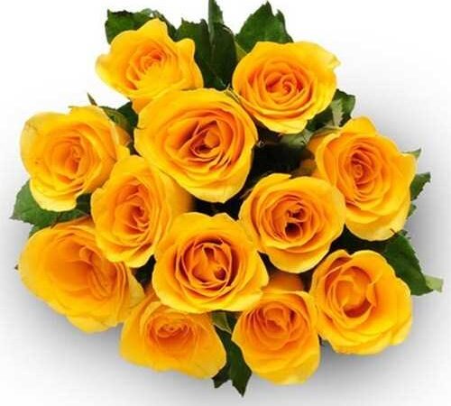 12 Yellow Roses Bunch